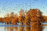 Cloud Of Cormorants_25642